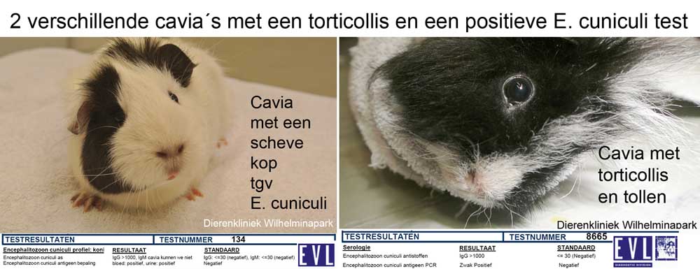 Cavia met een scheve kop door e. cuniculi